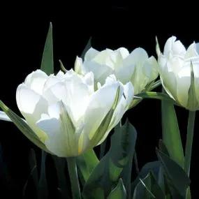 Exotic Emperor Tulip (Tulipa Exotic Emperor) Img 2